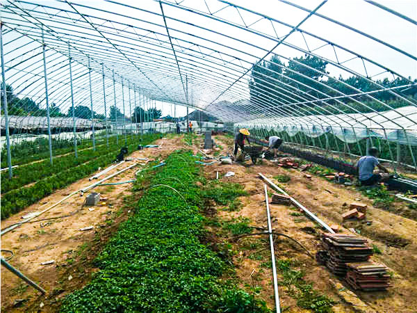 日光溫室大棚 日光溫室大棚