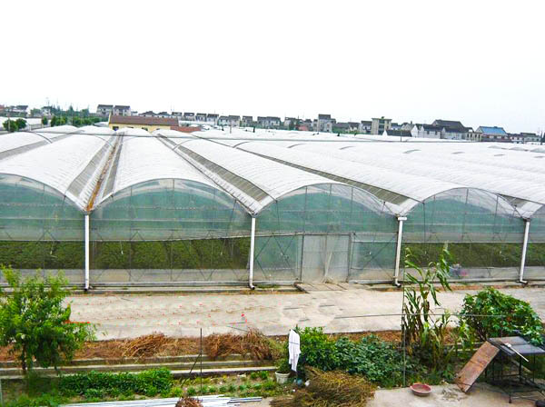 連棟溫室 連棟溫室